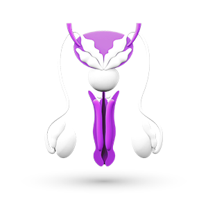 Men's Health Urology Viagra Silldenafil Cardura doxazosin Erection dysfunction BPH